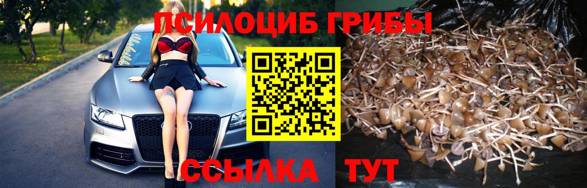 Галлюциногенные грибы Cubensis Димитровград